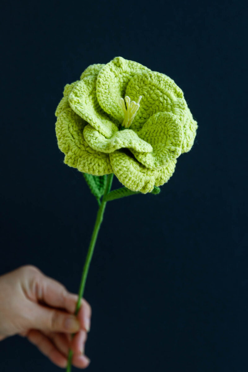 Eustoma Flower|hookok.com Eustoma Flower|hookok.com