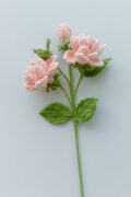 gardenia flower|hookok.com