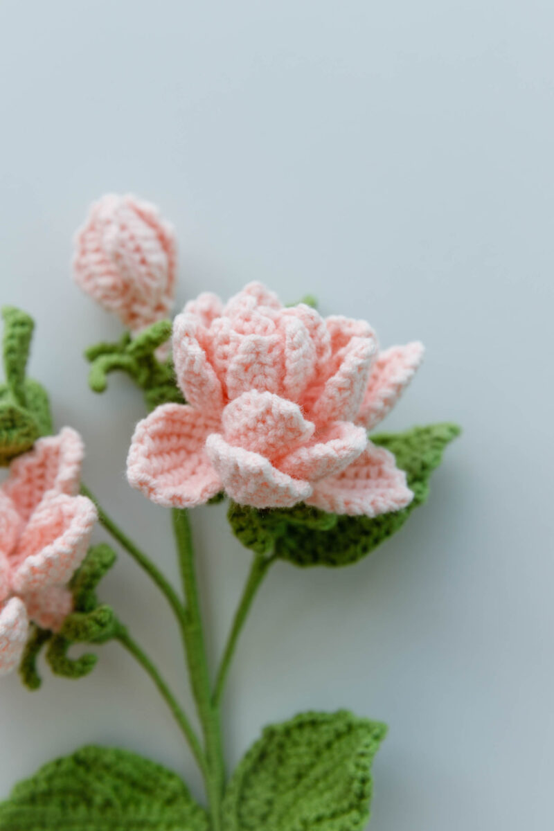 gardenia flower|hookok.com gardenia flower|hookok.com