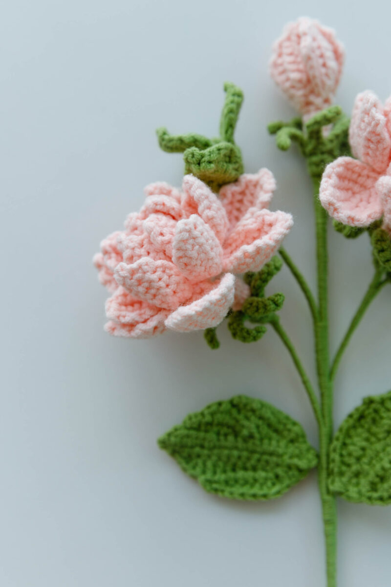 gardenia flower|hookok.com gardenia flower|hookok.com