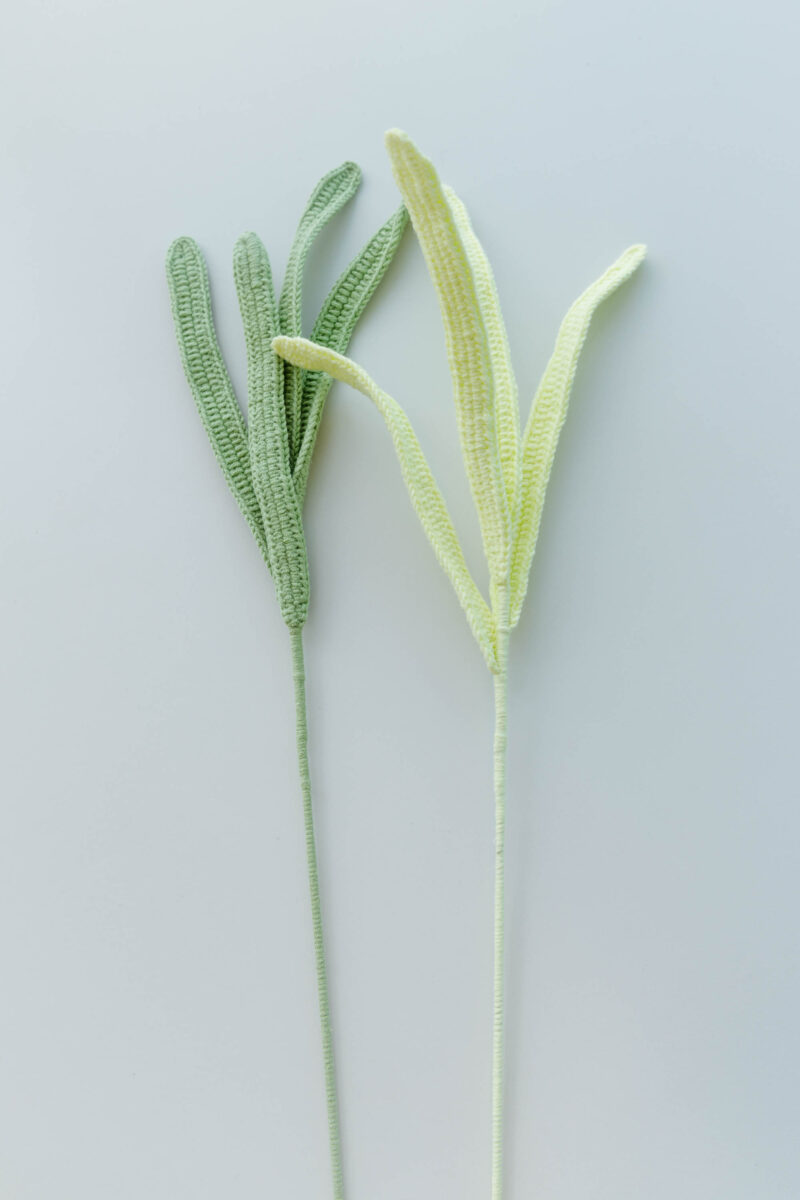 Cymbidium Leaf|hookok.com Cymbidium Leaf|hookok.com