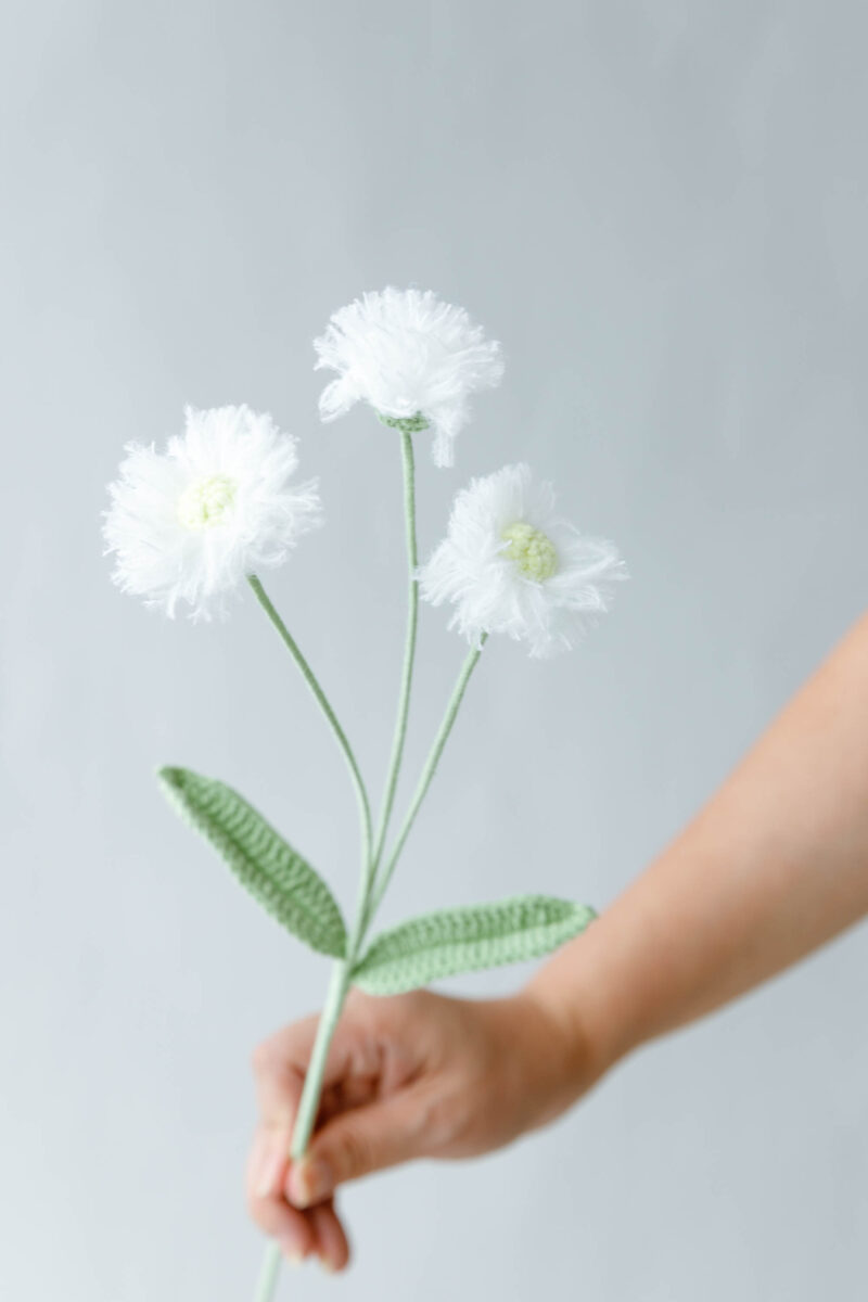fleabane flower|hookok.com fleabane flower|hookok.com