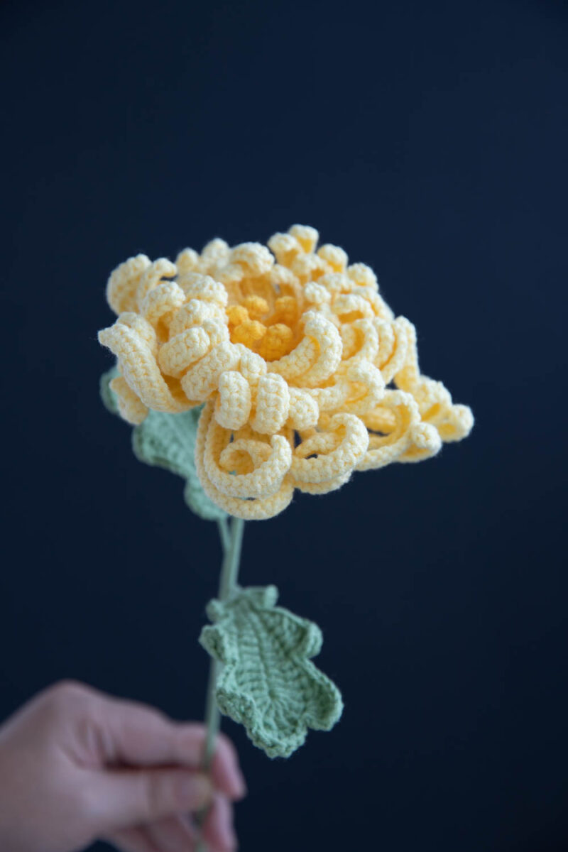 Chrysanthemum|hookok Chrysanthemum|hookok