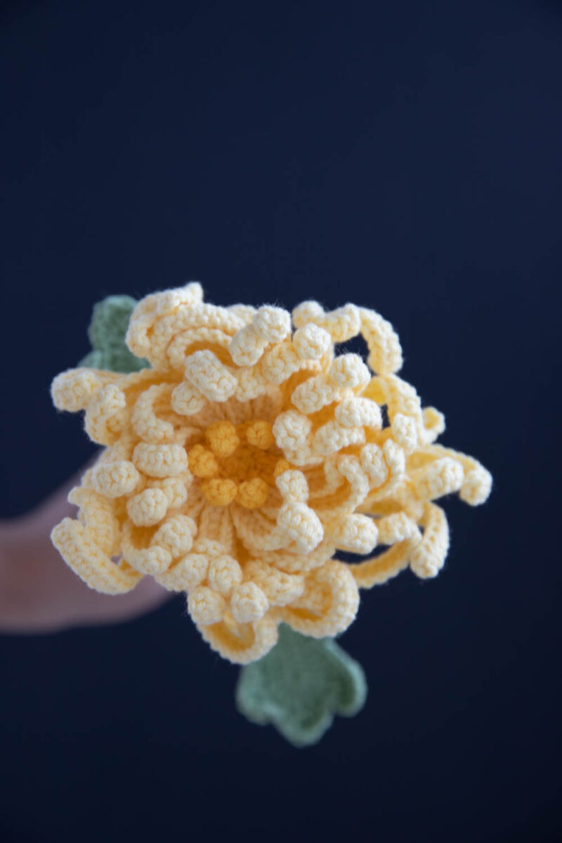 Chrysanthemum|hookok Chrysanthemum |hookok
