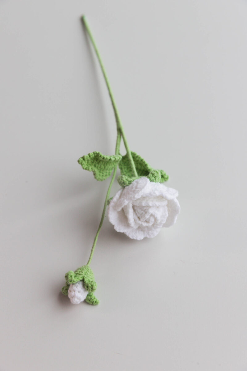 White Memorial Rose|hookok White Memorial Rose|hookok