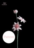 Osteospermum Flower Pattern|hookok