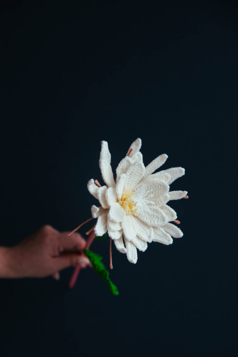 Crochet Epiphyllum Oxypetalum Pattern|hookok Crochet Epiphyllum Oxypetalum Pattern|hookok