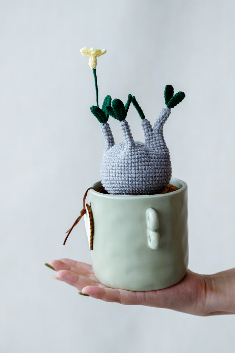 Crochet Pachypodium Gracilius Kit|hookok Crochet Pachypodium Gracilius Kit|hookok