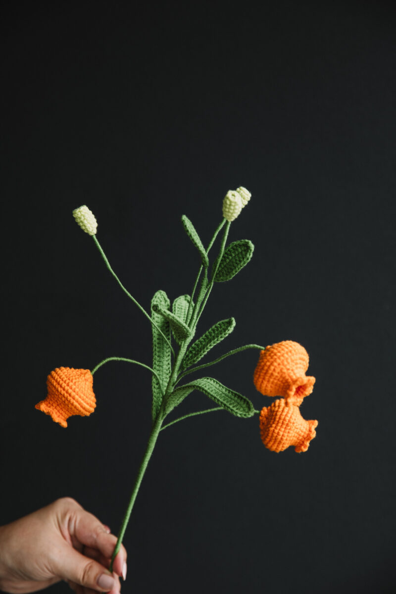 71花拍摄-27 71花拍摄-27