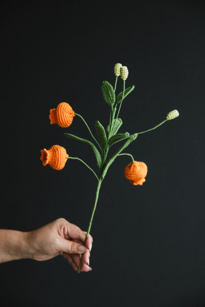 71花拍摄-30 71花拍摄-30