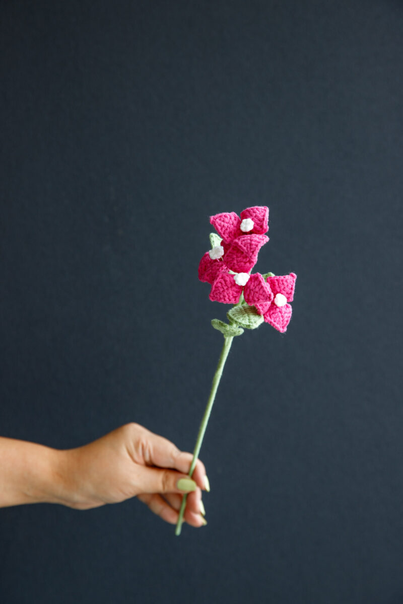 Bougainvillea Flower|hookok Bougainvillea Flower|hookok