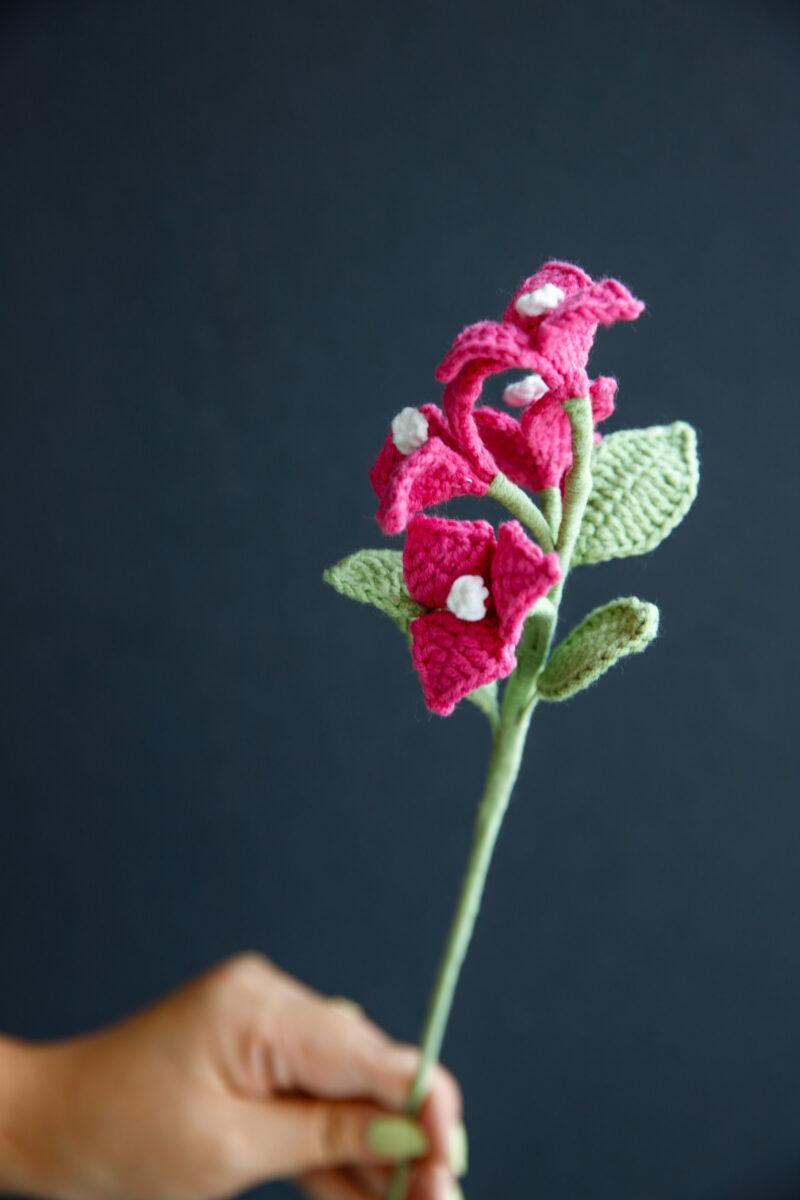 Bougainvillea Flower|hookok Bougainvillea Flower|hookok