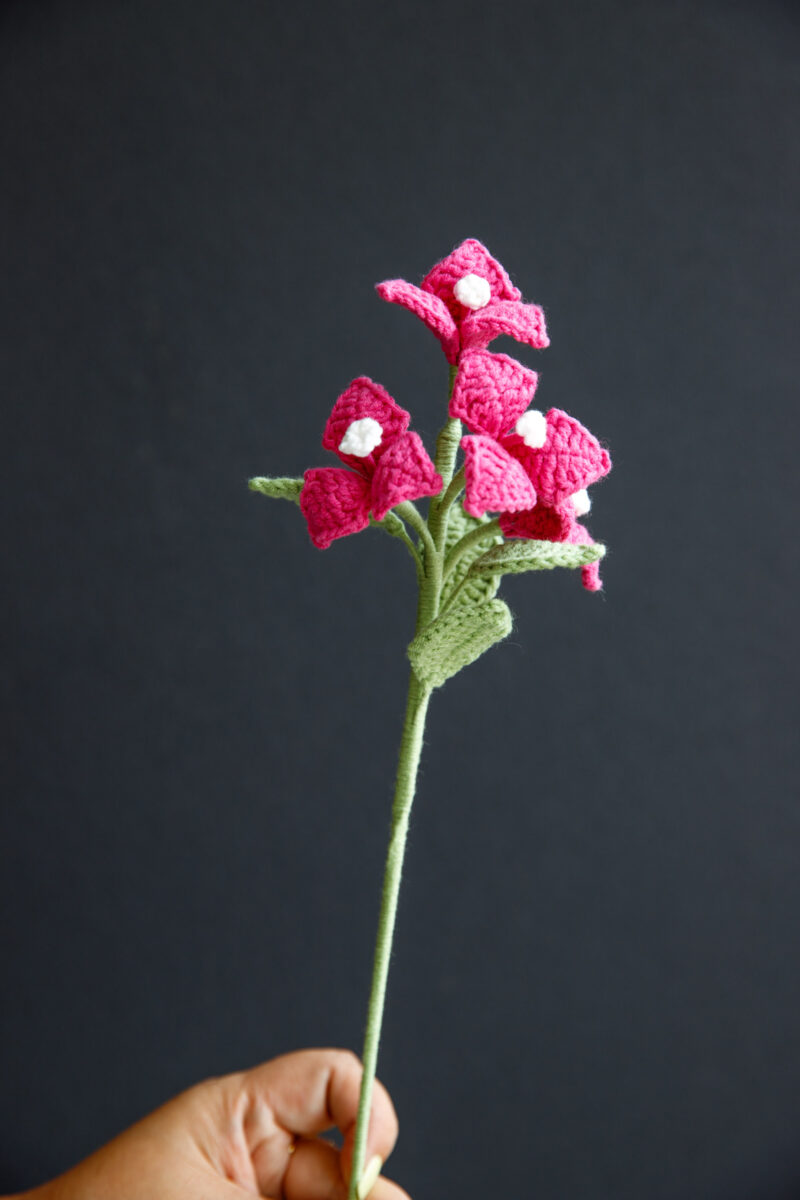 Bougainvillea Flower|hookok Bougainvillea Flower|hookok