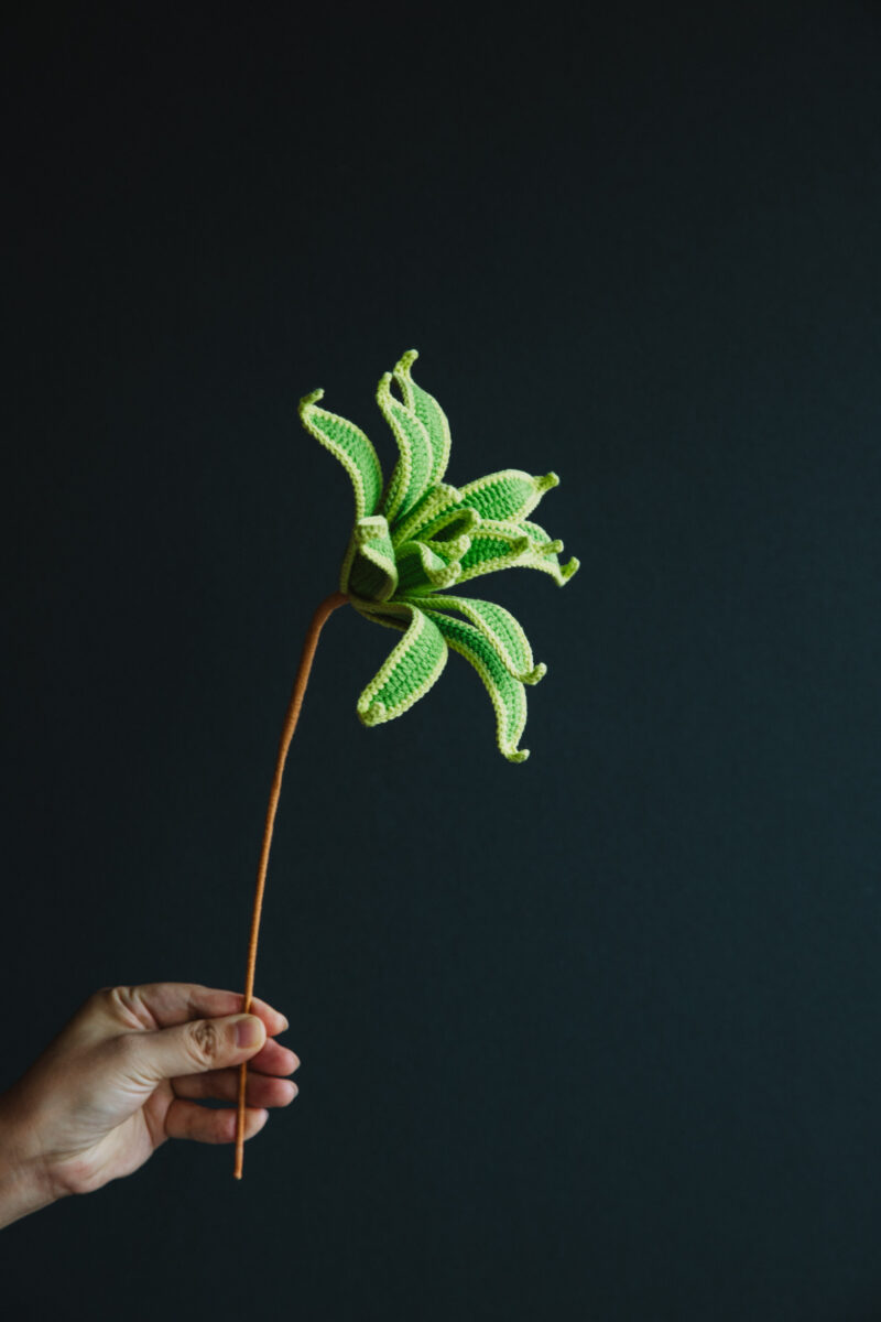 Crochet Dracaena Reflexa (Song of India)-hookok Crochet Dracaena Reflexa (Song of India)-hookok