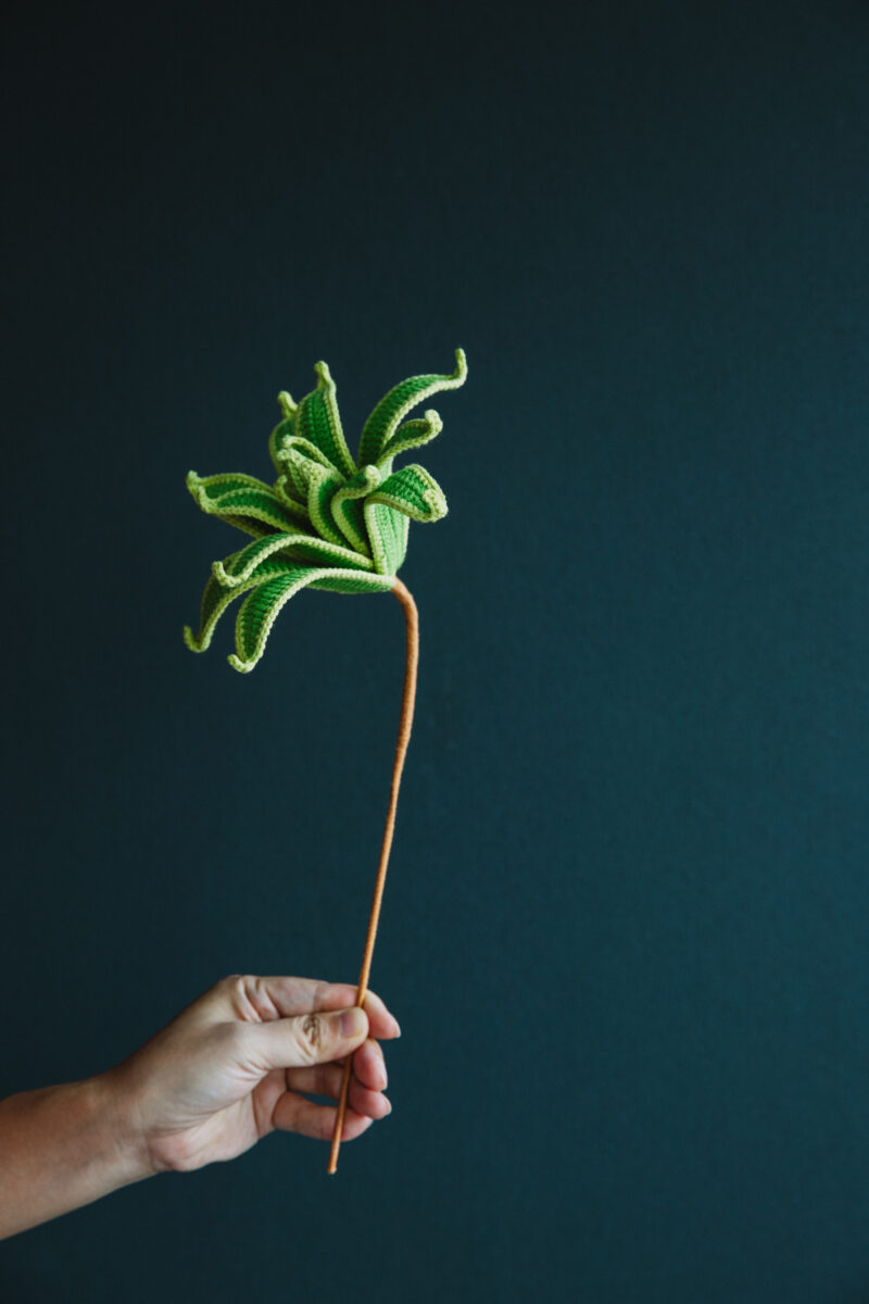 Crochet Dracaena Reflexa (Song of India)-hookok Crochet Dracaena Reflexa (Song of India)-hookok