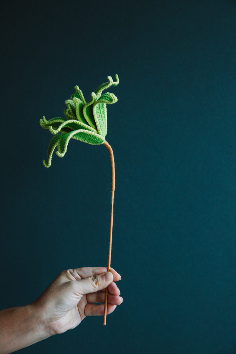 Crochet Dracaena Reflexa (Song of India)-hookok Crochet Dracaena Reflexa (Song of India)-hookok