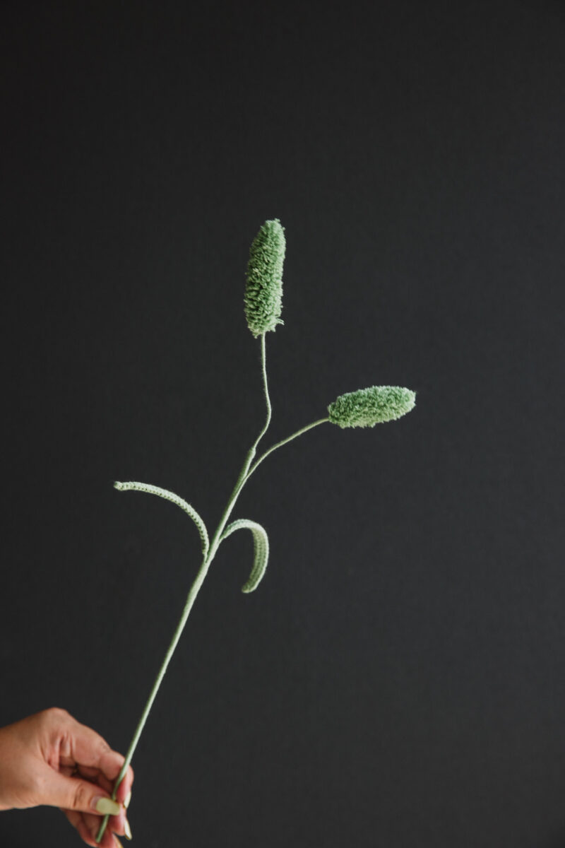 Setaria Viridis-hookok Setaria Viridis-hookok