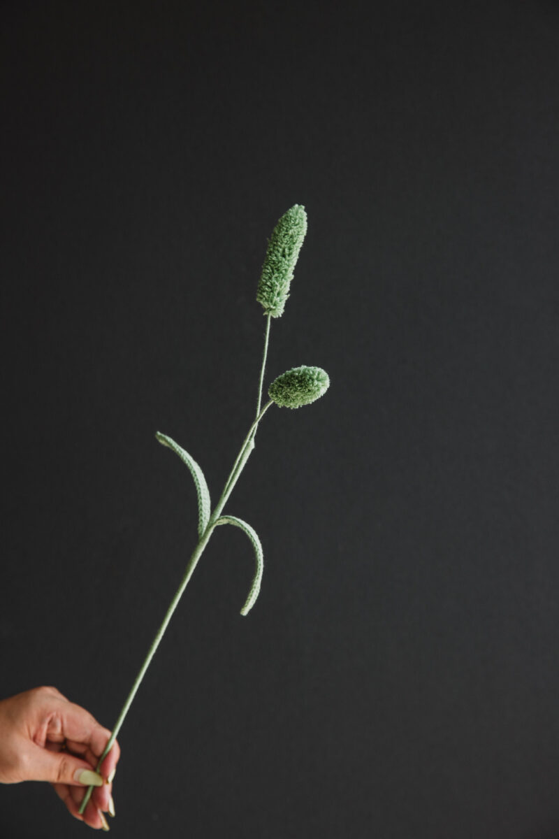 Setaria Viridis-hookok Setaria Viridis-hookok
