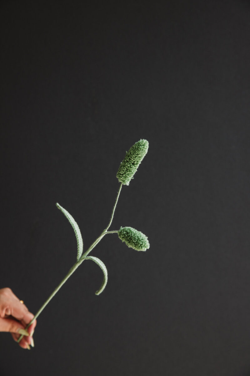 Setaria Viridis-hookok Setaria Viridis-hookok