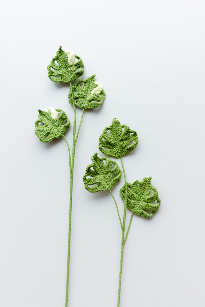 Variegated Monstera-hookok Variegated Monstera-hookok