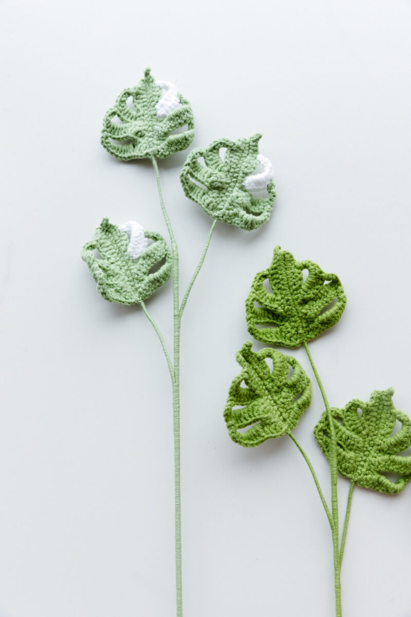 Variegated Monstera-hookok Variegated Monstera-hookok