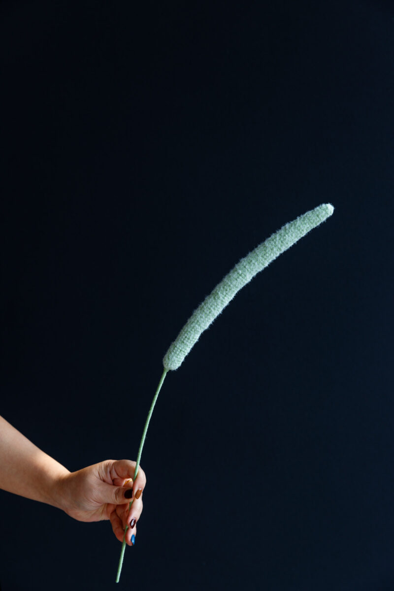 Monkey Tail Cactus-hookok Monkey Tail Cactus-hookok