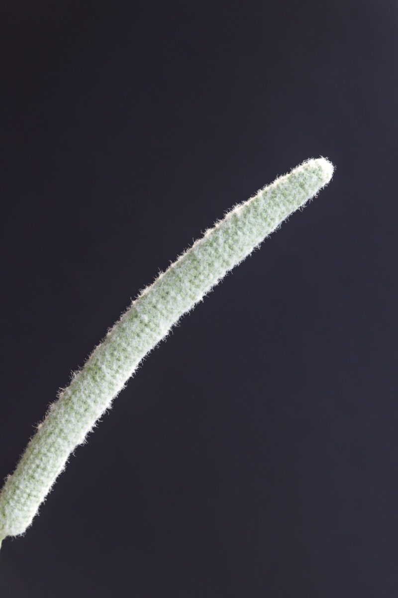 Monkey Tail Cactus-hookok Monkey Tail Cactus-hookok