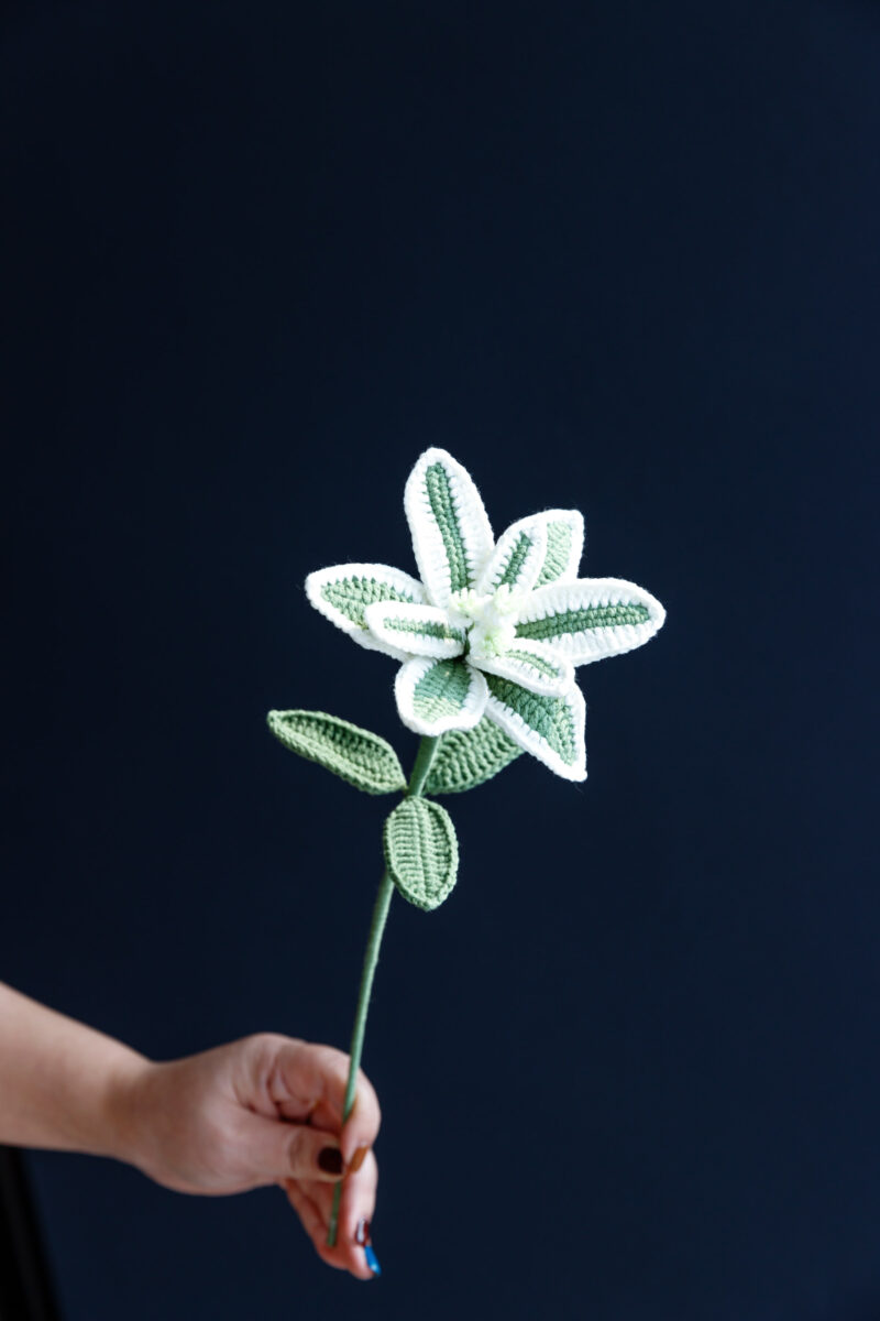 Euphorbia marginata (Snow on the mountain)-HOOKOK Euphorbia marginata (Snow on the mountain)-HOOKOK