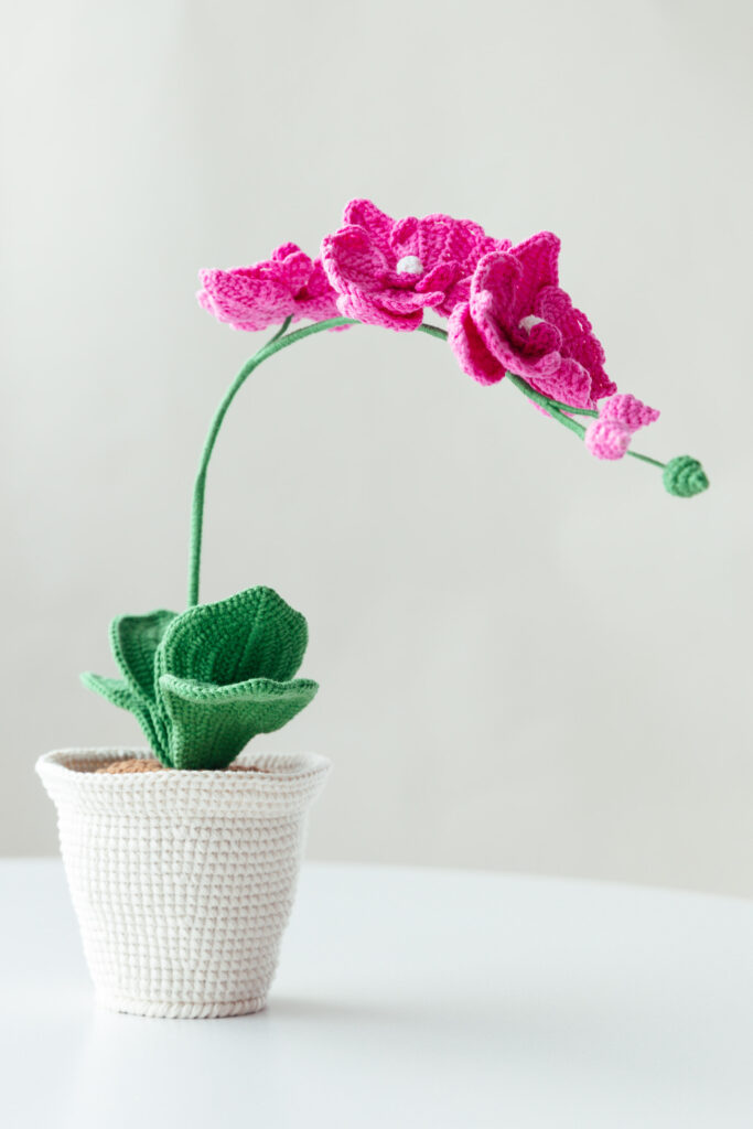 Moth Orchid Flower Pot-hookok