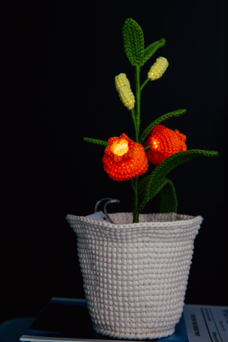Chinese Lantern Lily Flower Pot-hookok Chinese Lantern Lily Flower Pot-hookok