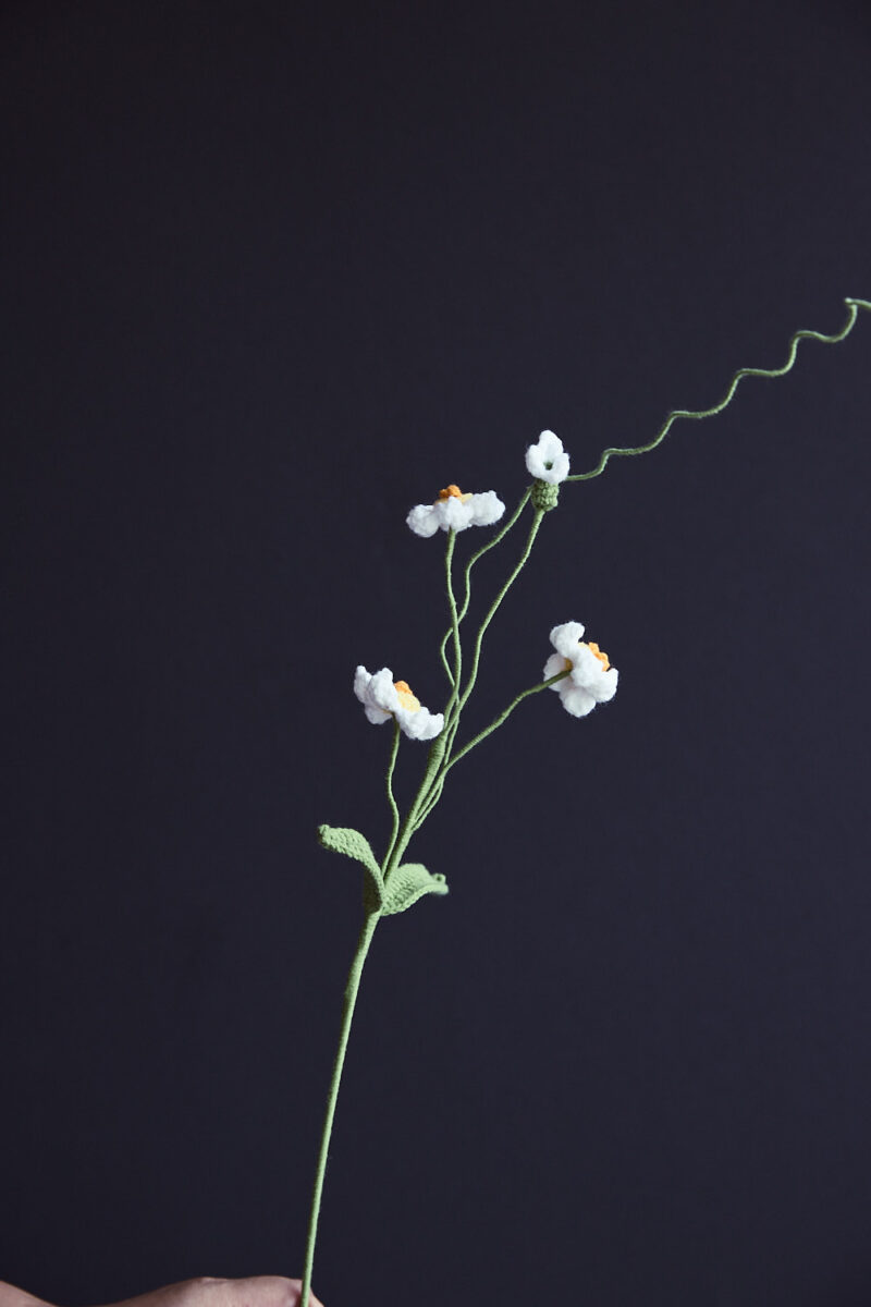 Tazetta Daffodil-HOOKOK Tazetta Daffodil-HOOKOK