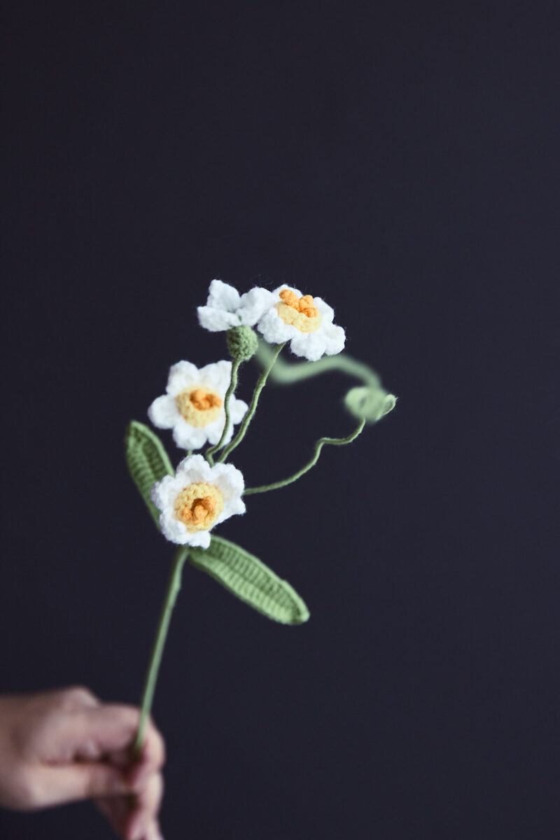 Tazetta Daffodil-HOOKOK Tazetta Daffodil-HOOKOK