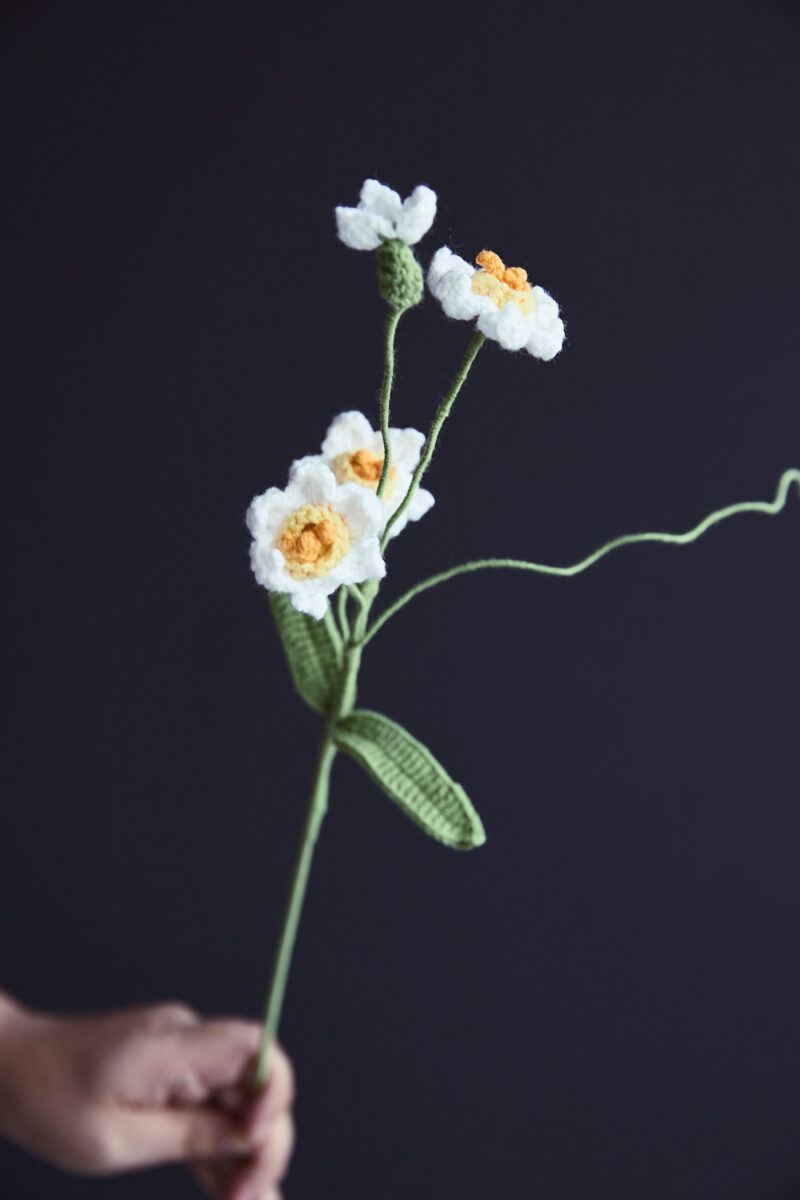 Tazetta Daffodil-HOOKOK Tazetta Daffodil-HOOKOK