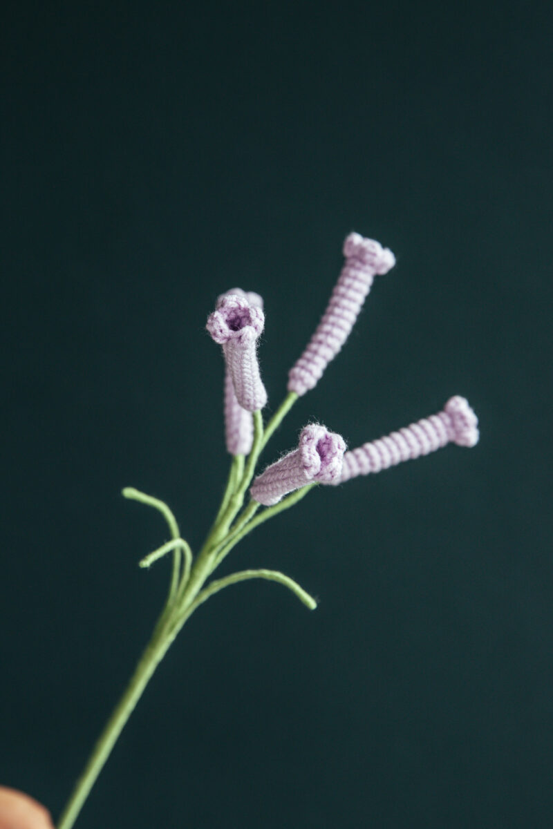 Cyrtanthus Mackenii-HOOKOK Cyrtanthus Mackenii-HOOKOK