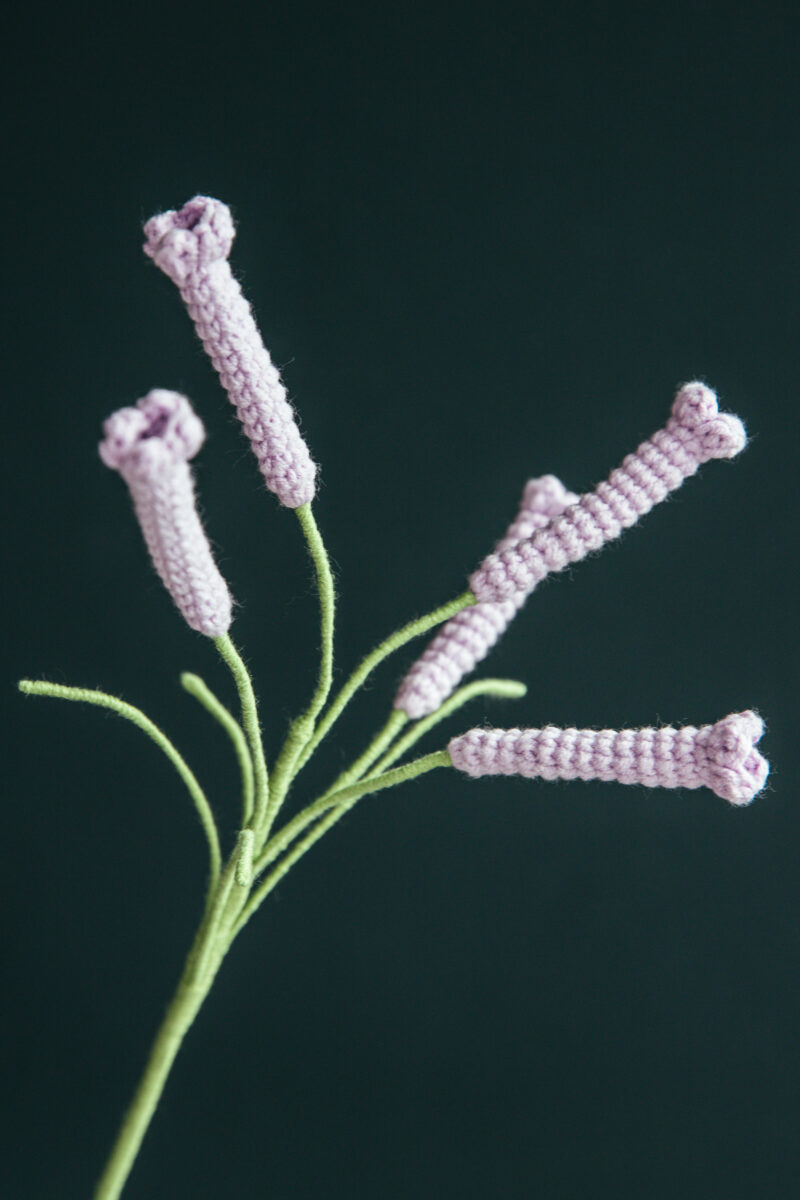 Cyrtanthus Mackenii-HOOKOK Cyrtanthus Mackenii-HOOKOK