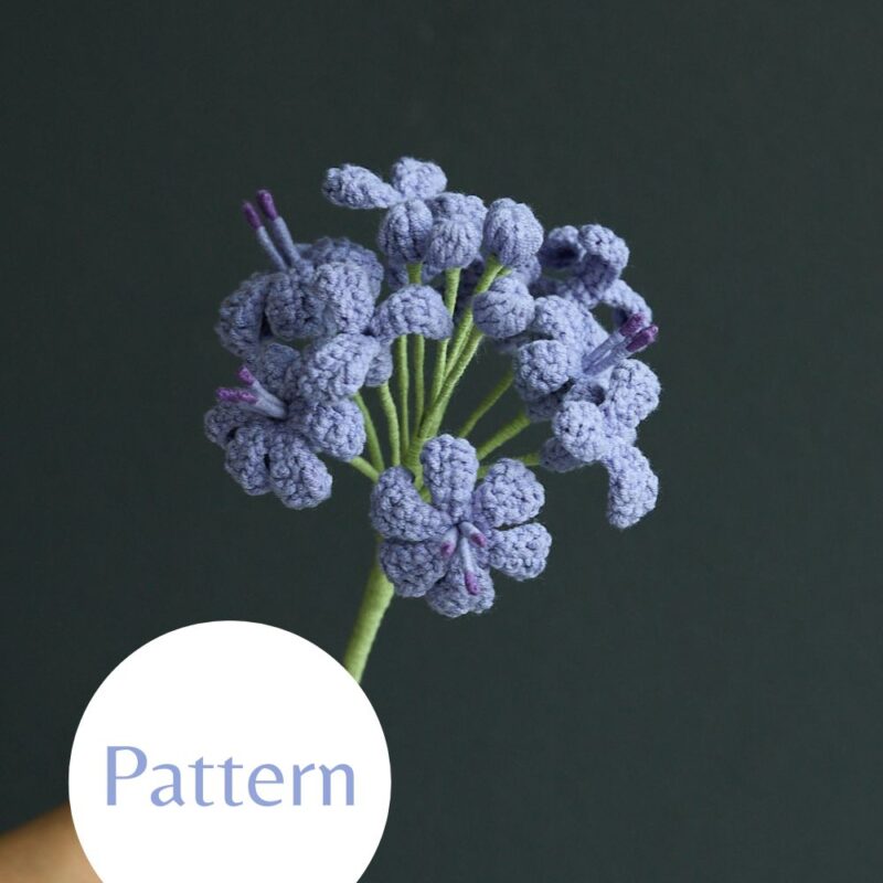 Agapanthus Flower-hookok