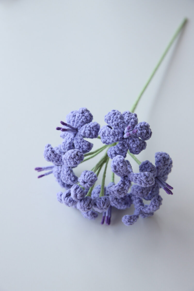 Agapanthus Flower-hookok Agapanthus Flower-hookok