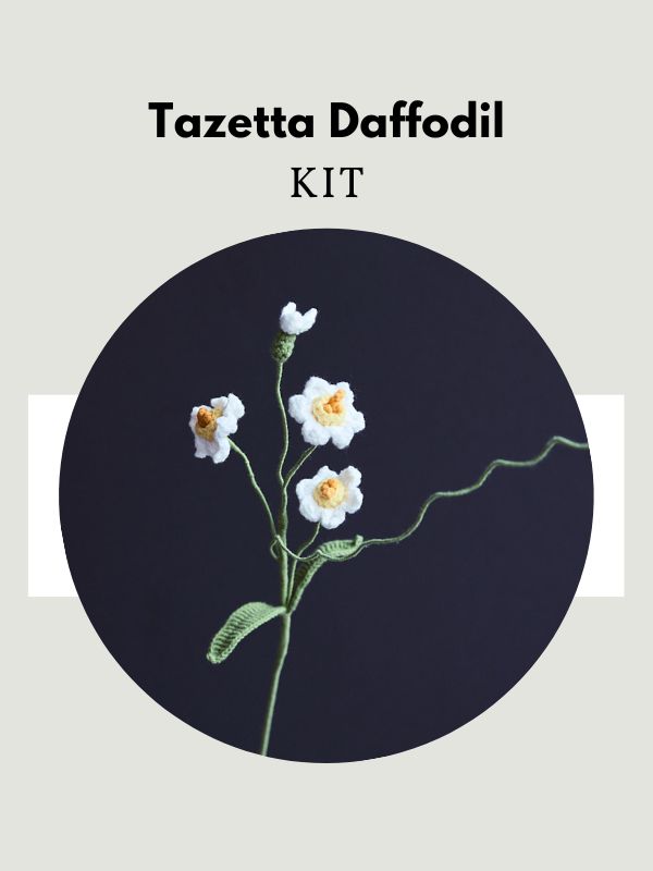 Tazetta Daffodil-HOOKOK