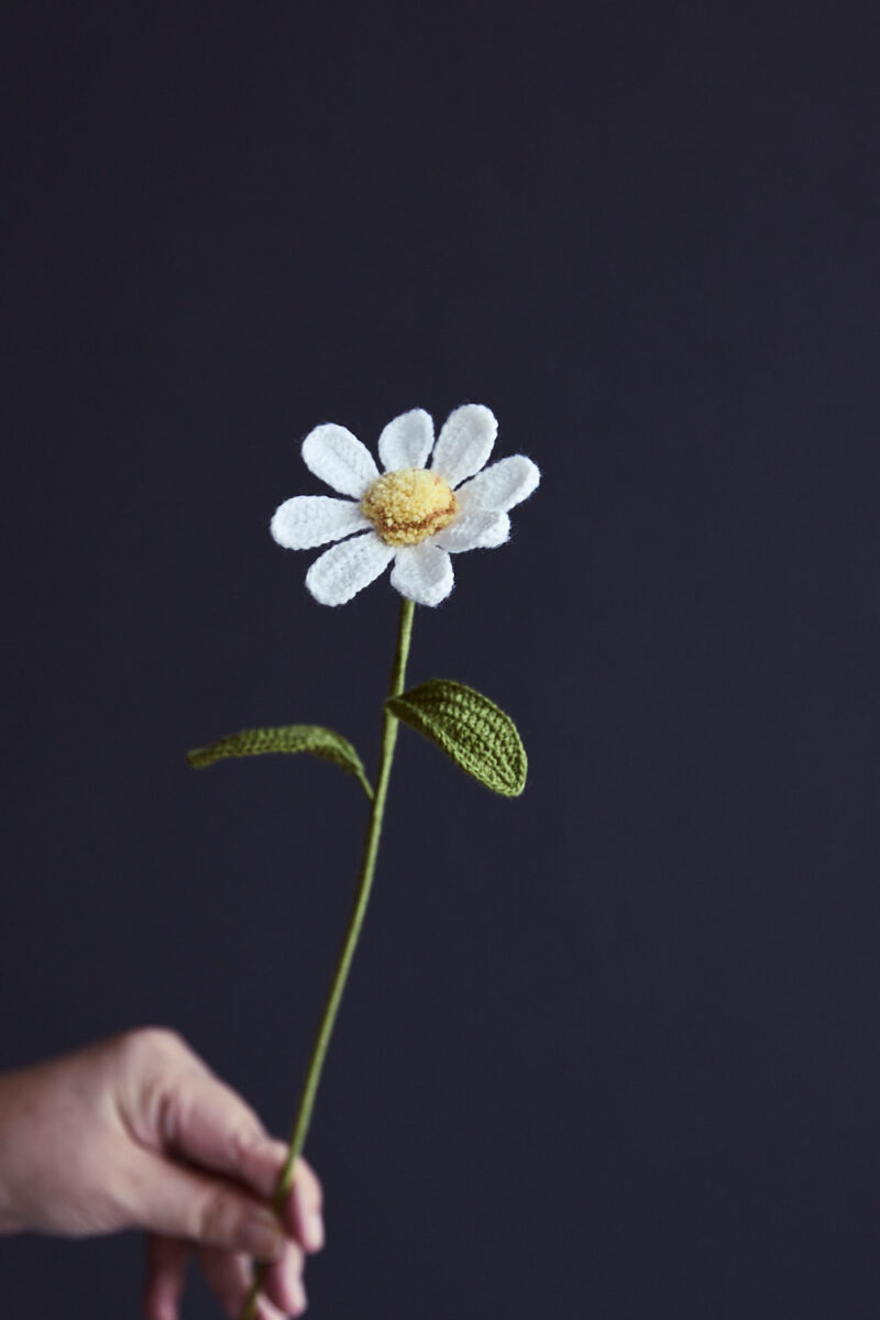 Wild Chamomile-HOOKOK Wild Chamomile-HOOKOK