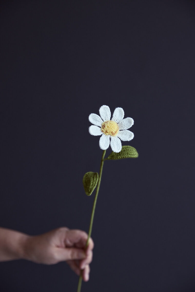 Wild Chamomile-HOOKOK Wild Chamomile-HOOKOK