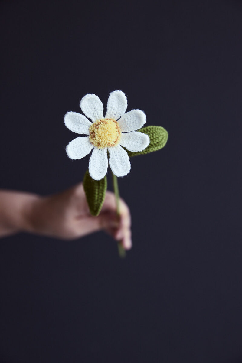 Wild Chamomile-HOOKOK Wild Chamomile-HOOKOK