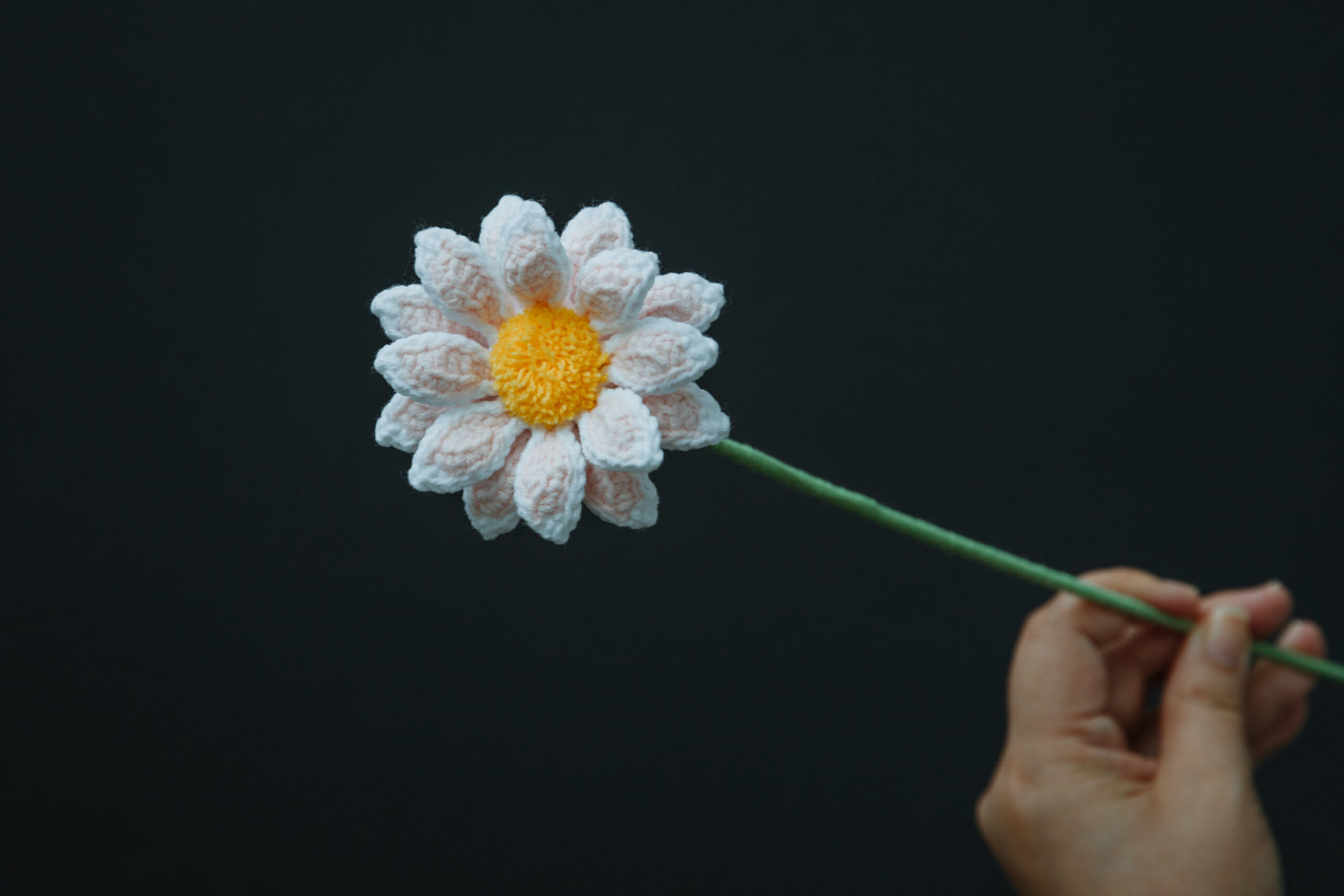 Osteospermum Mini Kenny-HOOKOK