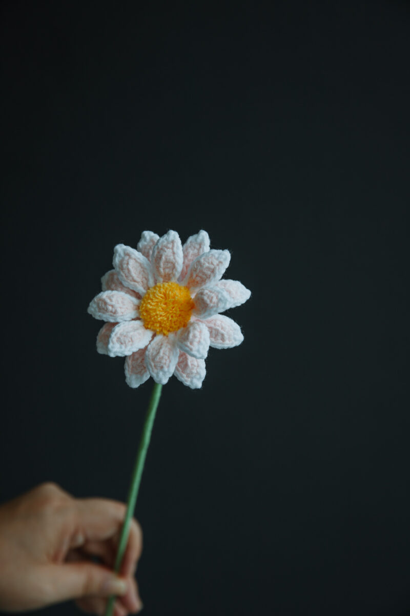 Osteospermum Mini Kenny-HOOKOK Osteospermum Mini Kenny-HOOKOK