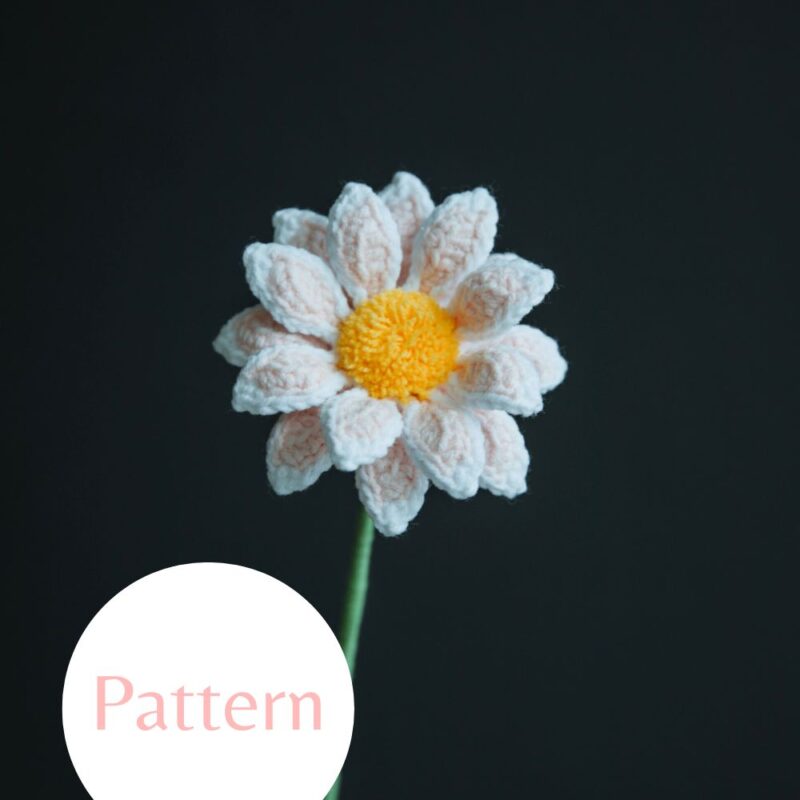 Osteospermum Mini Kenny-HOOKOK