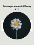 Osteospermum Mini Kenny-HOOKOK