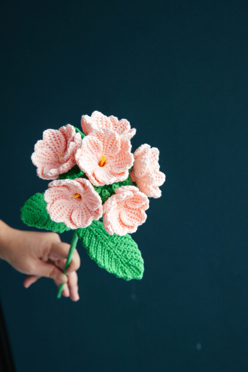 Primula Flower-hookok Primula Flower-hookok