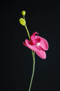 Crochet Phalaenopsis Orchid-HOOKOK