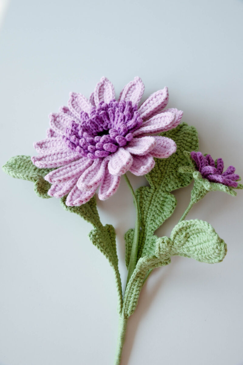 Barberton Daisy-HOOKOK Barberton Daisy-HOOKOK