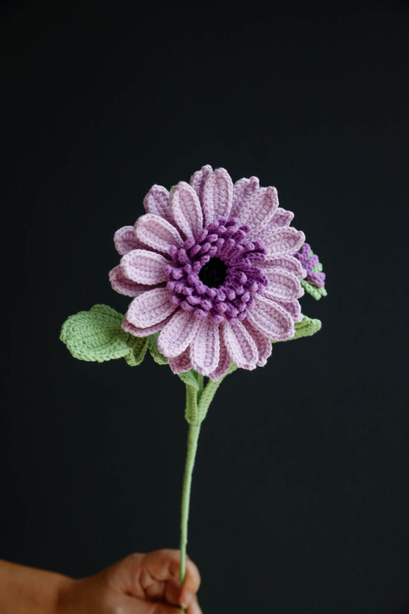 Barberton Daisy-HOOKOK Barberton Daisy-HOOKOK