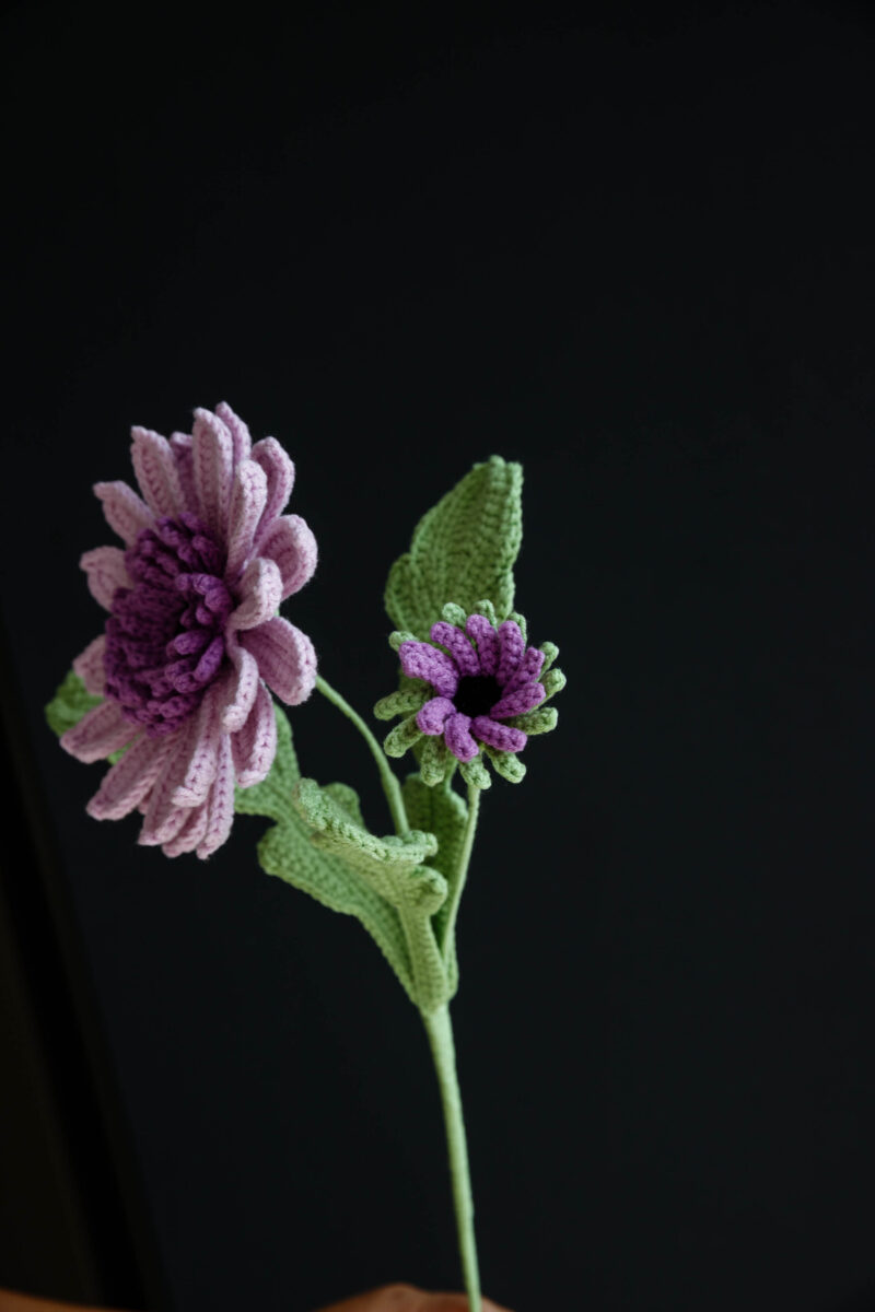 Barberton Daisy-HOOKOK Barberton Daisy-HOOKOK